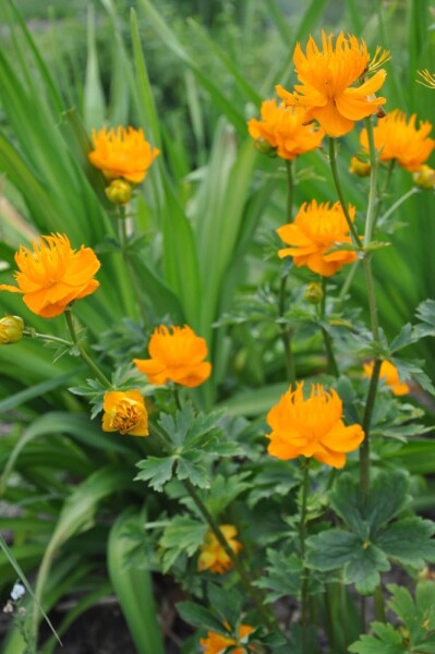 Trollius chinensis 'Golden Queen' Trollius chinensis 'Golden Queen'