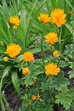 Trollius chinensis 'Golden Queen'