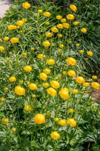 Trollius europaeus Trollius europaeus
