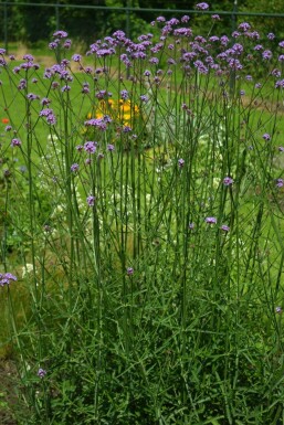 Verbena bonariensis