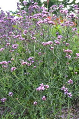 Verbena bonariensis 'Lollipop'