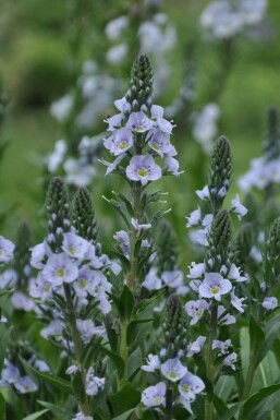 Veronica gentianoides