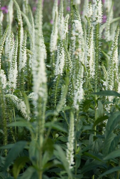 Veronica longifolia 'Schneeriesin' Veronica longifolia 'Schneeriesin'