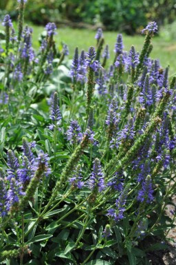 Veronica spicata 'Inspire Blue'