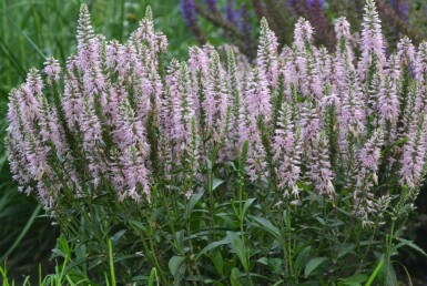 Veronica spicata 'Inspire Pink'