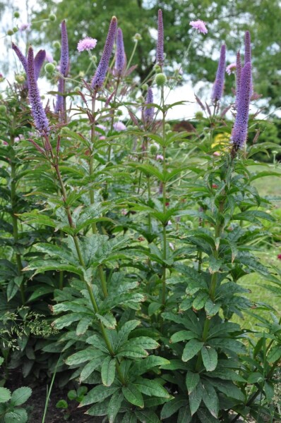 Veronicastrum sibiricum 'Red Arrows' Veronicastrum sibiricum 'Red Arrows'
