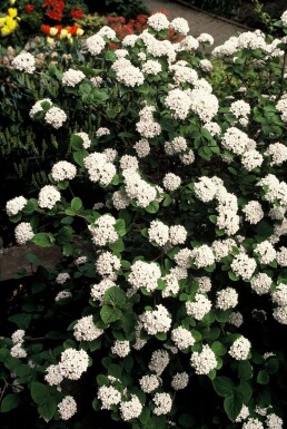 Viburnum carlesii