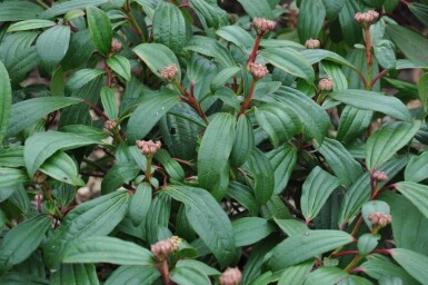 Viburnum davidii