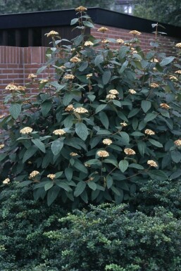 Viburnum rhytidophyllum busk 100-125 cm