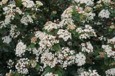 Viburnum tinus arbuste 20-30 cm