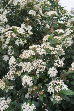 Viburnum tinus arbuste 20-30 cm