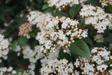 Viburnum tinus arbuste 20-30 cm