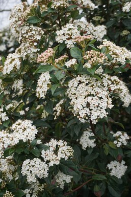 Viburnum tinus arbuste 20-30 cm