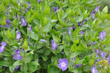 Vinca major