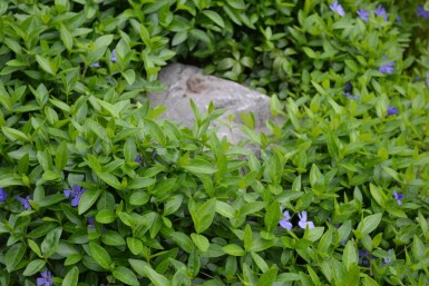 Vinca minor