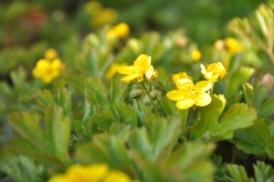 Waldsteinia ternata