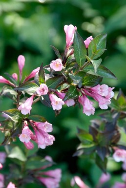 Weigela florida 'Foliis Purpureis' struik 60-80 cm