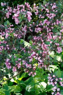 Weigela florida 'Foliis Purpureis' struik 60-80 cm