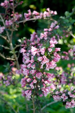 Weigela florida 'Foliis Purpureis' struik 60-80 cm