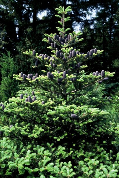 Abies koreana Abies koreana