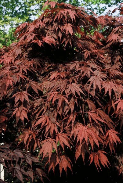Acer palmatum 'Atropurpureum' Acer palmatum 'Atropurpureum'