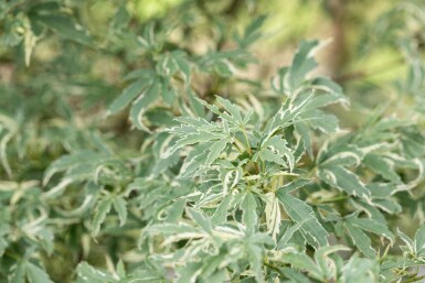 Acer palmatum 'Butterfly' Strauch 100-125 cm