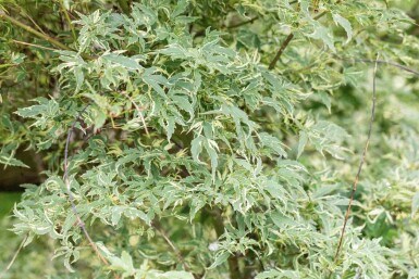 Acer palmatum 'Butterfly' Strauch 100-125 cm