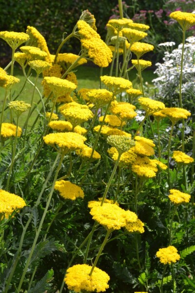 Achillea filipendulina 'Cloth of Gold'