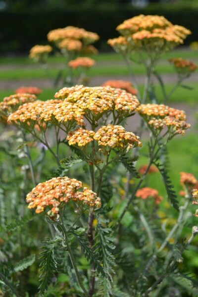 Achillea millefolium 'Terracotta' Achillea millefolium 'Terracotta'