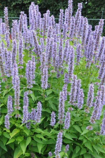 Agastache 'Blue Fortune' Agastache 'Blue Fortune'