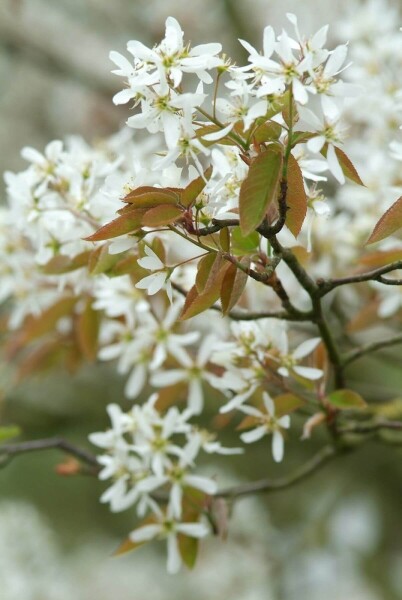 Amelanchier × lamarckii Amelanchier × lamarckii
