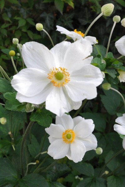 Anemone hybrida 'Honorine Jobert' Anemone hybrida 'Honorine Jobert'