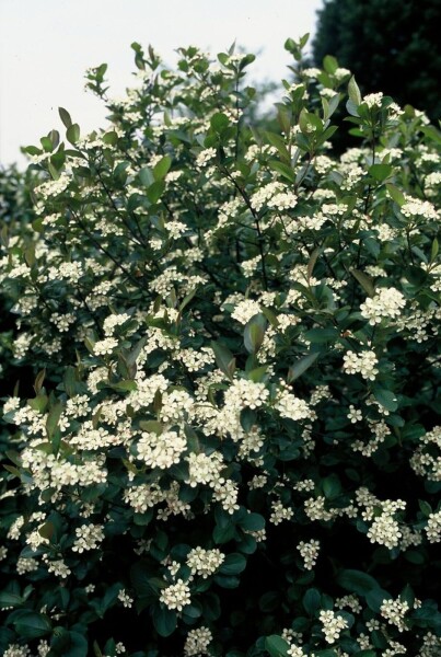 Aronia melanocarpa Aronia melanocarpa