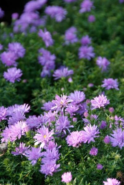 Aster dumosus 'Lady in Blue' Aster dumosus 'Lady in Blue'