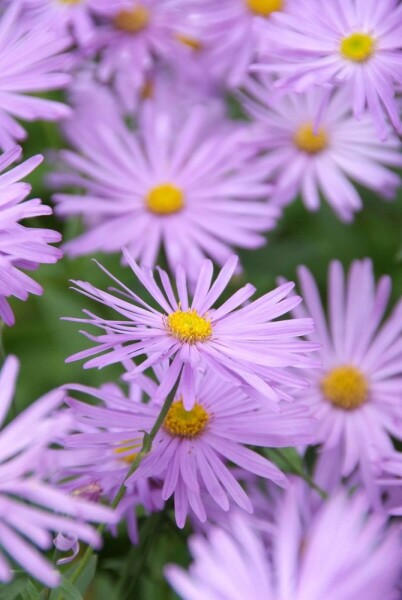 Aster frikartii 'Mönch' Aster frikartii 'Mönch'