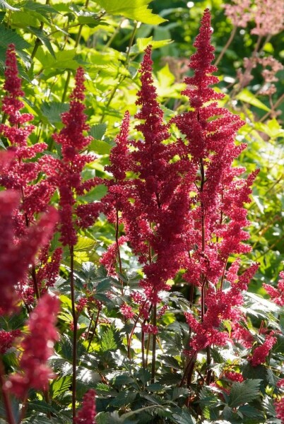 Astilbe arendsii 'Fanal' Astilbe arendsii 'Fanal'
