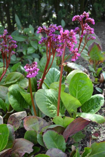 Bergenia cordifolia Bergenia cordifolia