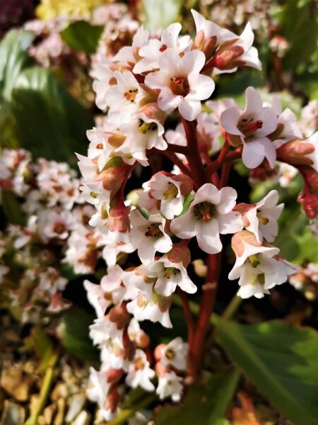 Bergenia cordifolia 'Bressingham White' Bergenia cordifolia 'Bressingham White'