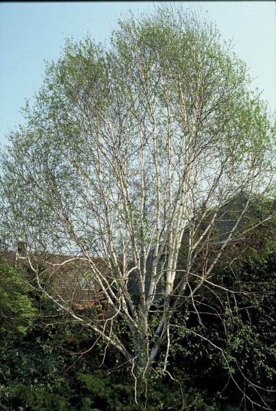 Betula utilis 'Doorenbos' buske Betula utilis 'Doorenbos' buske