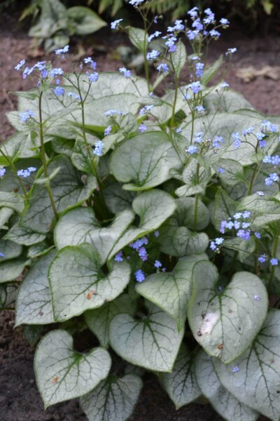 Brunnera macrophylla 'Jack Frost' Brunnera macrophylla 'Jack Frost'