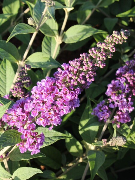 Buddleja davidii 'Blue Chip' Buddleja davidii 'Blue Chip'