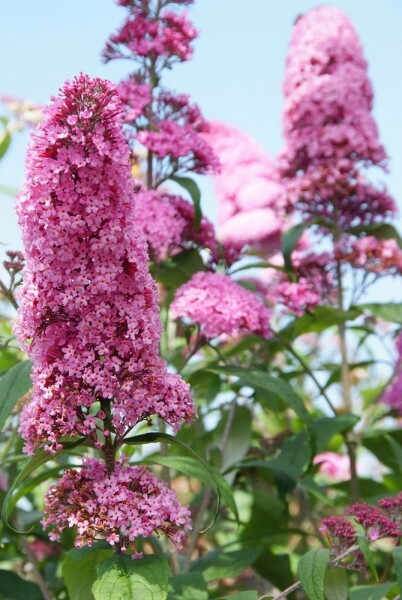 Vlinderstruik Buddleja davidii 'Pink Delight' Pot Buddleja davidii 'Pink Delight'