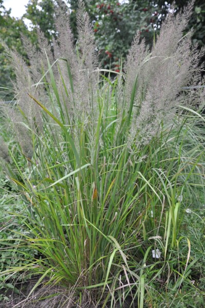 Calamagrostis brachytricha Calamagrostis brachytricha