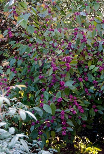 Callicarpa bodinieri 'Profusion' Callicarpa bodinieri 'Profusion'