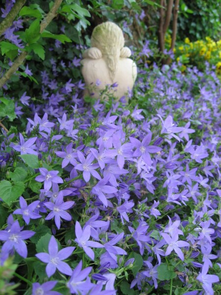 Campanula portenschlagiana Campanula portenschlagiana