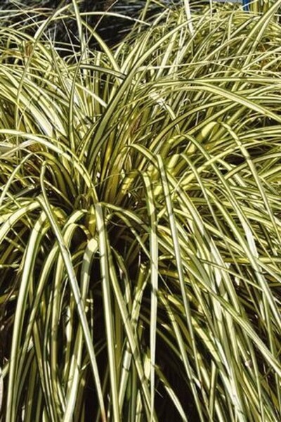 Carex oshimensis 'Evergold' Carex oshimensis 'Evergold'