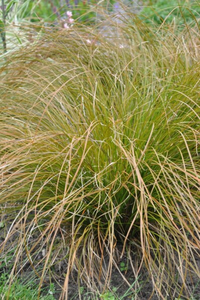 Carex testacea 'Prairie Fire'