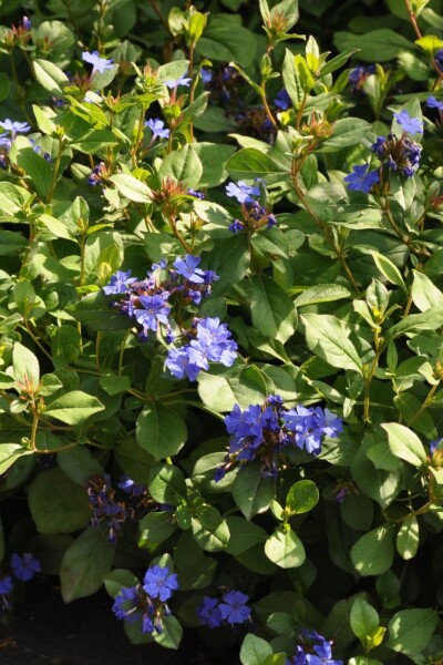 Ceratostigma plumbaginoides Ceratostigma plumbaginoides