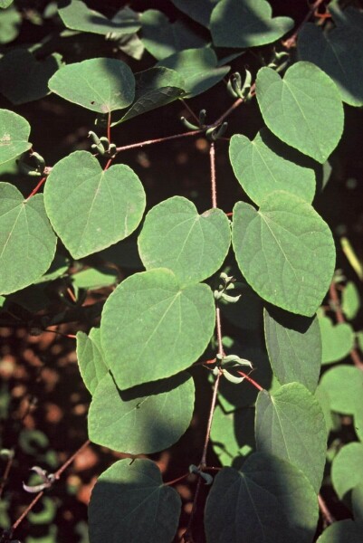Cercidiphyllum japonicum Cercidiphyllum japonicum