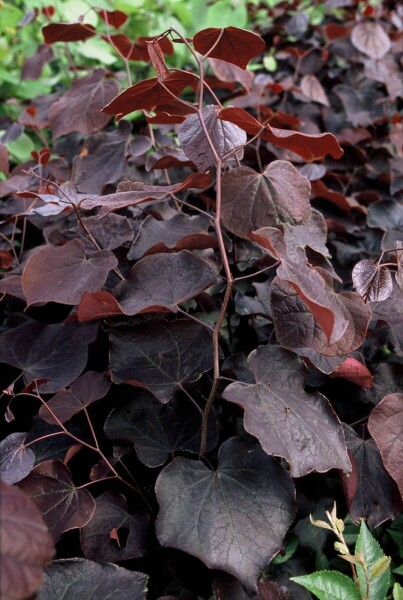 Cercis canadensis 'Forest Pansy' Cercis canadensis 'Forest Pansy'